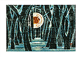 森に棲む月